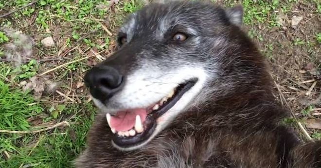 wolf dog gets belly rubs