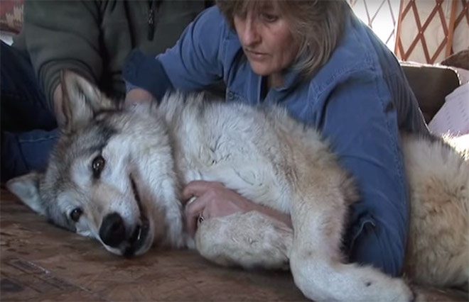wolf gets energy healing