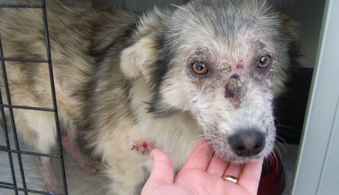 sick stray dog rescue