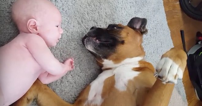 Sweet Boxer Dog Gets Icky Surprise From Adorable Baby