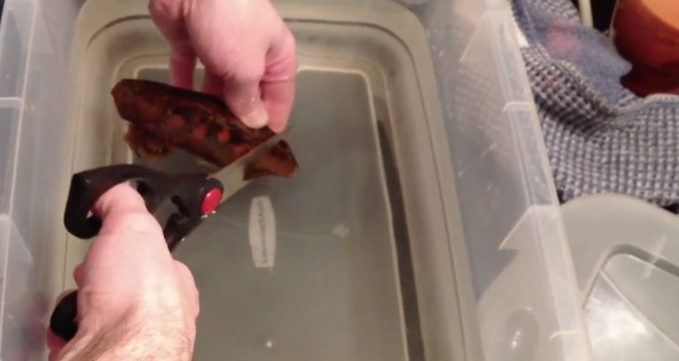 Man Carefully Cuts A Shark Egg With Scissors To ‘Give Birth’ To Baby