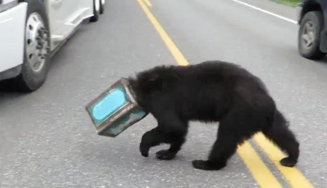 bear with tin over head