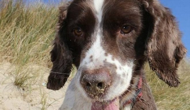 Dogs Dying A Few Days After Walks In The Woods From This Disease In Dirt