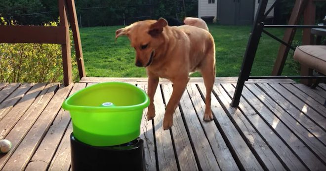 dog and ball thrower