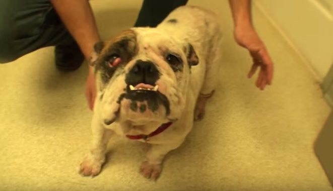 Bulldog Saved From Euthanasia At Shelter And Given Second Chance