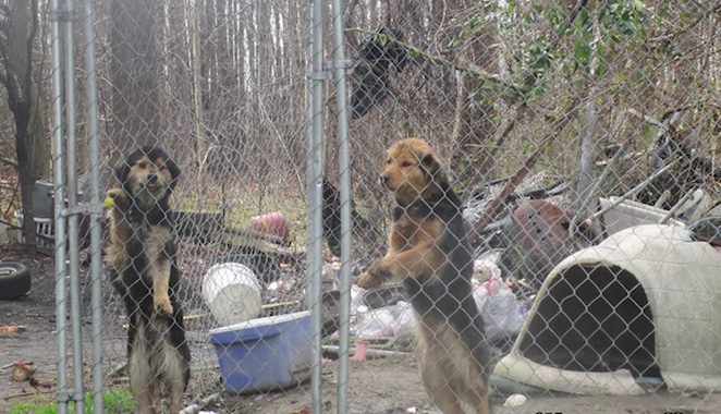 Sibling Dogs Who Grew Up Caged Reunite One Year After Their Rescue