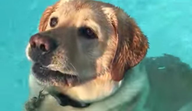 Dog Has The Funniest Reaction When He Learns He Can Walk In The Pool