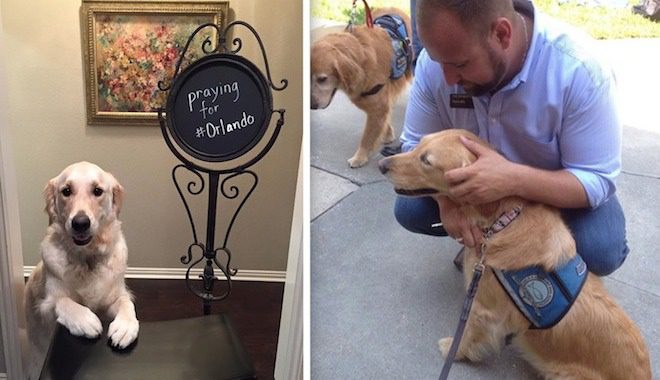 comfort dogs