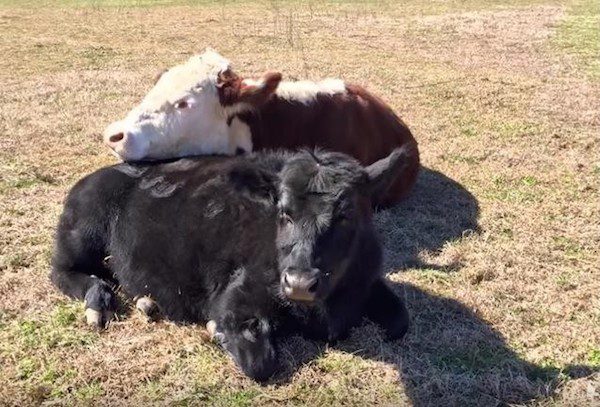 cows-in-love-1