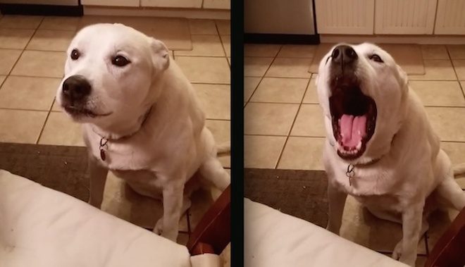 dog blah blah