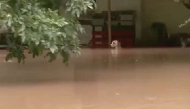 dog-flooding