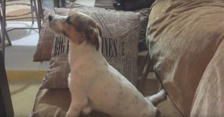 Dog Has Priceless Reaction Watching Horror Movie With His Dad