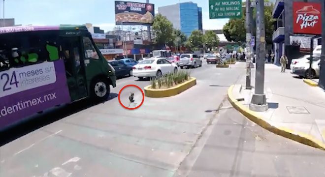 Bicyclist Risks Her Life To Save Tiny Terrified Dog Sprinting Through Heavy Traffic