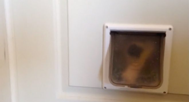 doggie door