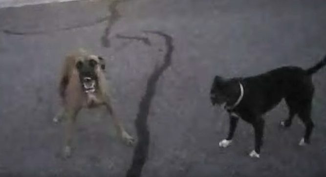 Two Vicious Dogs Charged A Police Officer, How He Responded Earns Him Accolades
