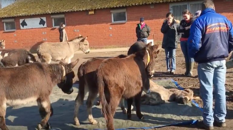 donkeys say goodbye to dead friend