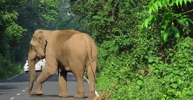 Protective Elephant Blocks Road So Her Family Can Safely Cross