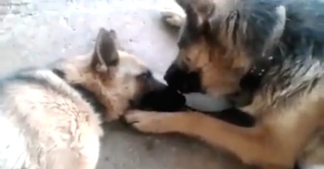 Father Dog Tenderly Licks His Mate After She Gives Birth To Puppies