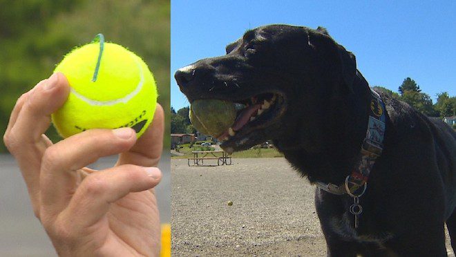 firecracker tennis balls