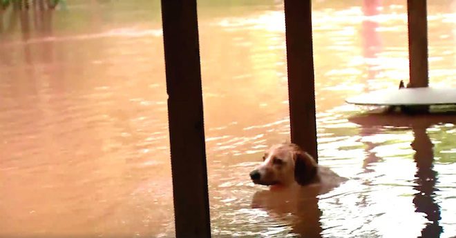 Chained Dog Minutes Away From Drowning In Texas Floods Saved By News Crew