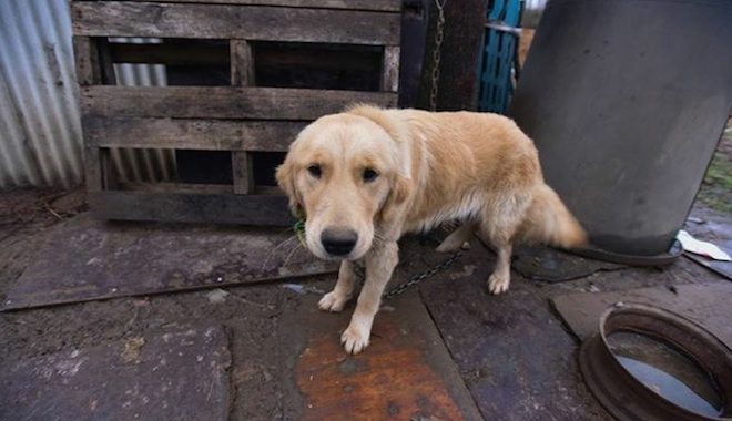 Golden Retriever Rescued From Dog Meat Farm, Overcomes Fears With New Family
