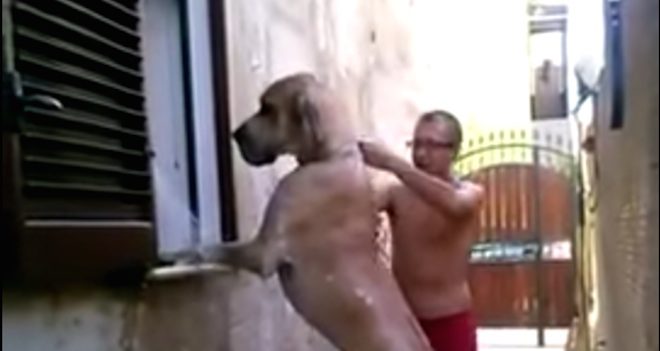 Family Wash Great Dane From Window Of Their Apartment