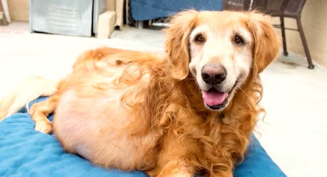 Abandoned Dog Found With Huge Tumor Gets A Second Change