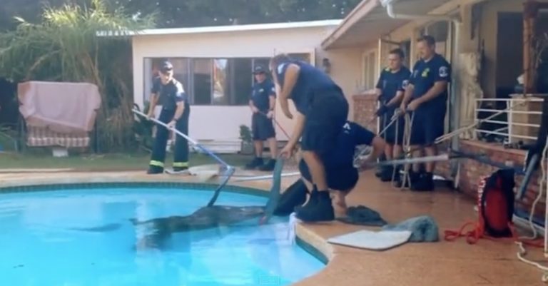 Firefighters Free Horse Trapped In Swimming Pool