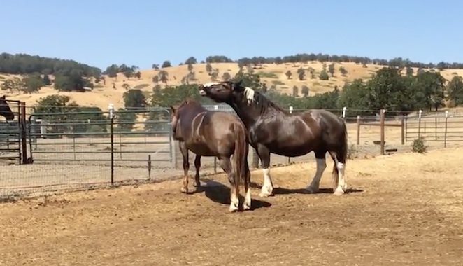 Two Horses Play Around Sprinkler To Cool Off