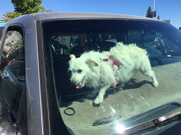 hot-car-dog-sfd