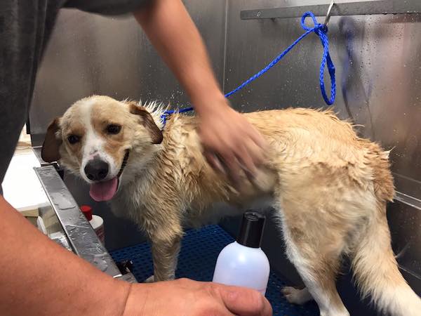 houston-dog-2