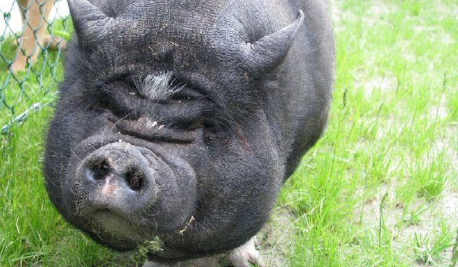 Heroic Pig ‘Plays Dead’ To Save Her Dying Owner