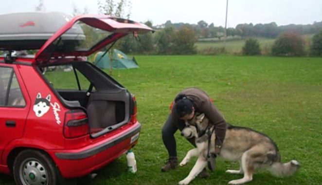 Malamute refuses to go in back of car