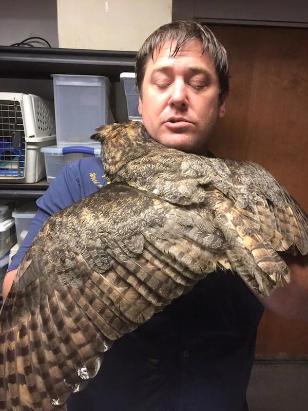 owl-hug-1