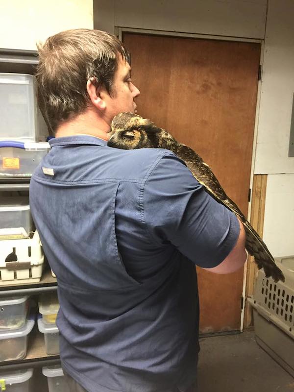 owl-hug-2