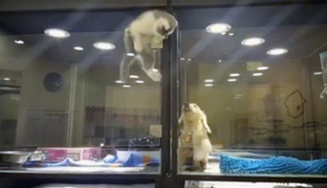 Kitten Is Determined To Visit With The Puppy Next Door