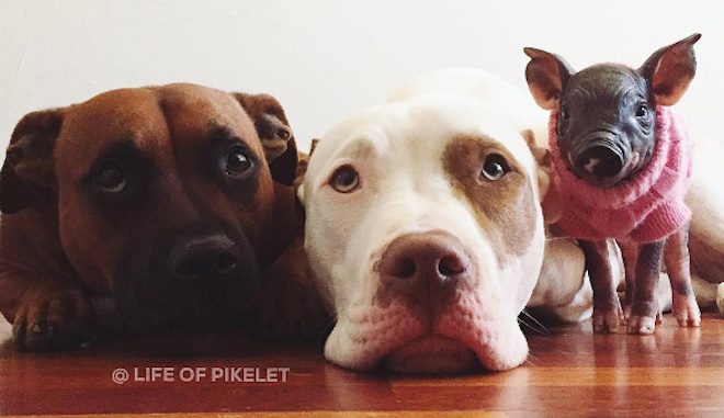 Sweet Pit Bulls Welcome Piglet To The Family