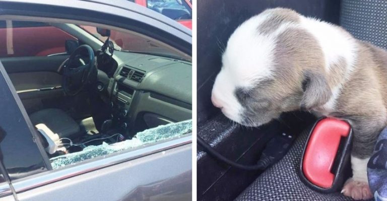 puppy freed from hot car