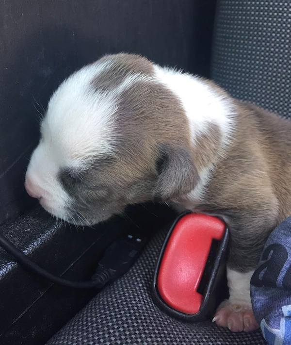 puppy-hot-car