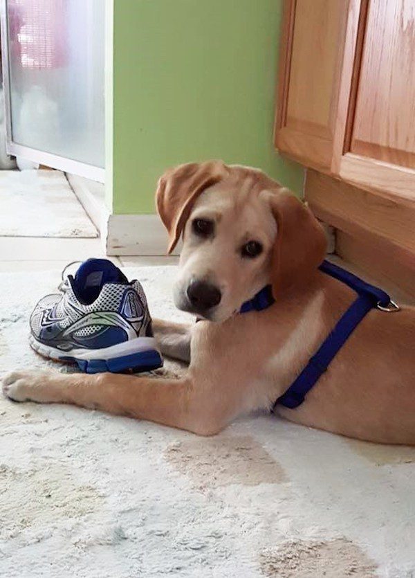 puppy-in-drain-1