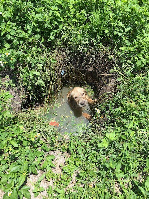 puppy-in-drain-5