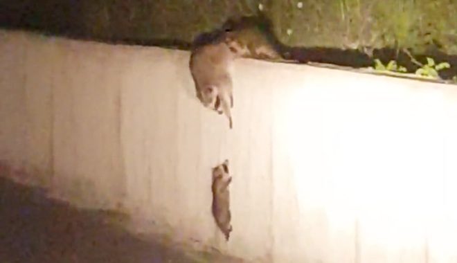 Raccoon Mother And Her Babies Help Each Other Climb Wall