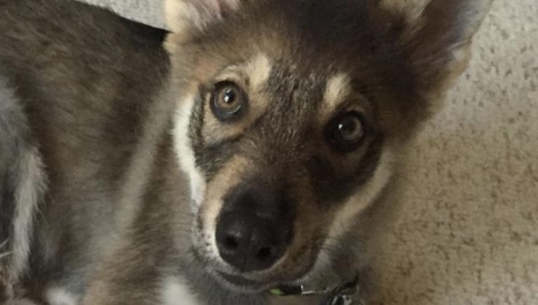Puppy Goes To Shelter To Pick Her New Best Friend