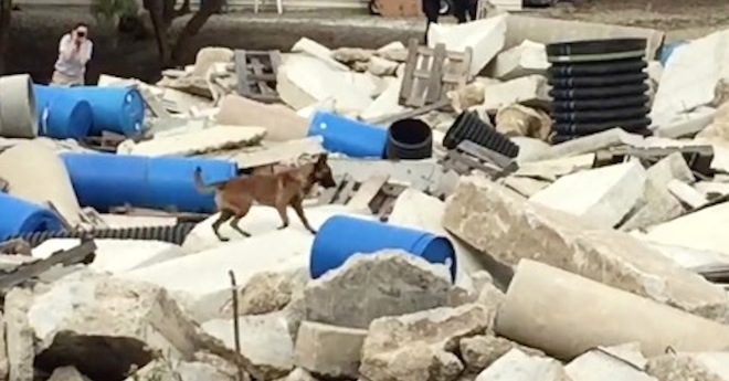 Search Dog Hunts Through The Rubble And ‘Rocked It’ At Her Graduation Demonstration
