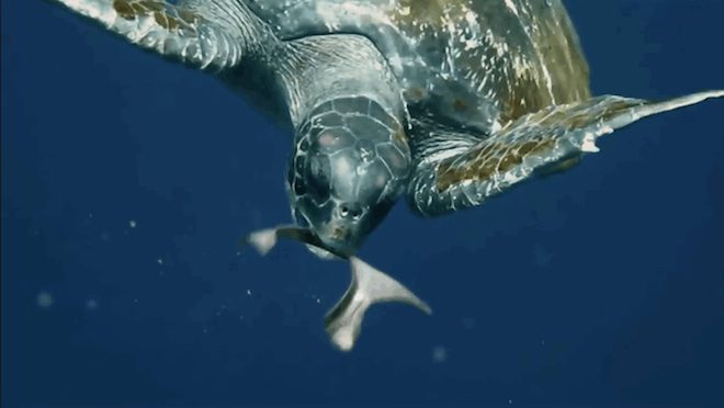 These Edible Beer Rings Keep Marine Animals Safe From Harm