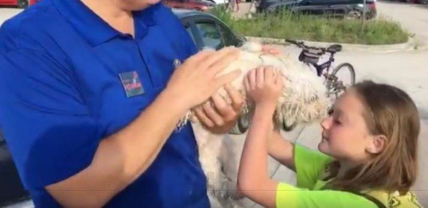 smash-car-dog-2