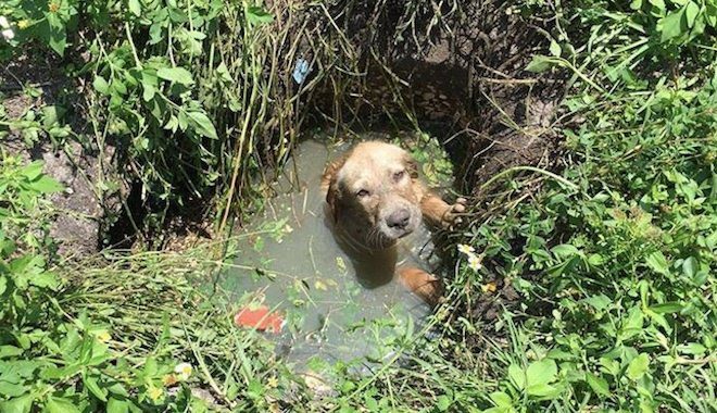 st lucie dog rescue