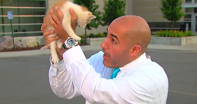 stray kitten rescued by news caster