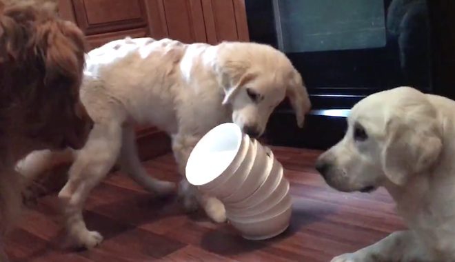 Adorable Golden Retriever Puppy Solves Treat Puzzle