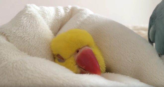 Parrot Has A Hard Time Convincing His Girlfriend To Get Out Of Bed
